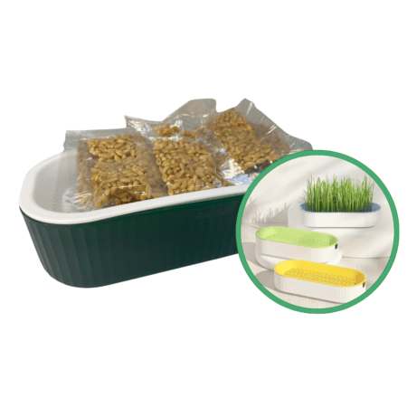 Semilla de catnip para gatos con bandeja PROMO 5+1