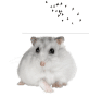 Pequeños animales